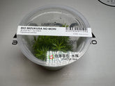 ADA 印度大松尾 Pogostemon erectus IC405